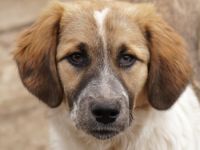 Thia und Luana, geb. ca. 10/2023, lebt in GRIECHENLAND