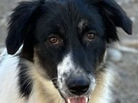 Lady, Kaiser, Baron geb. ca. 12/2023, lebt in GRIECHENLAND, notdürftige Versorgung