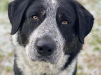 Malik, geb. ca.02/2022, lebt in GRIECHENLAND, im städt. Tierheim Serres