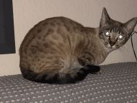 Bengal Snow Mädchen