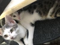 2 Brüder Bengal Snow Main coon mix Kater