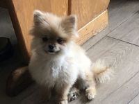 Zuckersüße Zwergspitz Hündin