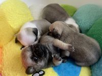 🐾 Bezaubernde Mopswelpen suchen ein liebevolles Zuhause! 🐾