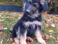 Old German Shepherd Dogs puppies