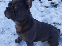 Deckrüde Französische Bulldogge Solid blue ( trägt cocoa)