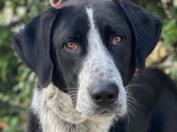 Viotti, geb. ca. 06/2023, lebt in GRIECHENLAND, auf einer privaten Pflegestelle