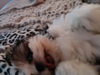 Shih-tzu  Welpe in Liebevolles fürsorgliches zu Hause abzugeben