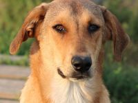 Henning, geb. ca. 12/2023, lebt in GRIECHENLAND, auf einer privaten Pflegestelle