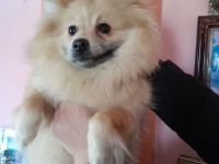 Zwergspitz Mädchen Notverkauf