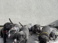 American Bully XL (ABKC) Welpen