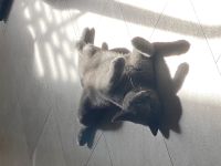 BKH Kater und Weibchen