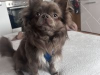 Chihuahua Deckrüde lilac