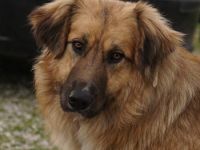 Geros, geb. ca. 03/2023, lebt in GRIECHENLAND, auf einem Gelände, auf dem die Hunde notdürftig verso