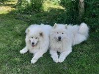 Wir erwarten Samojeden Welpen im Mai