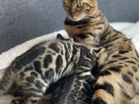 Bengal kitten
