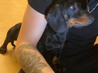 14 Wochen Dackel Welpe