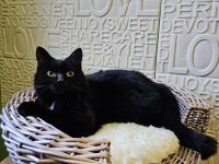 Katze schwarz zum abgeben