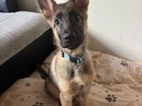 Deutscher Schäferhund Welpe