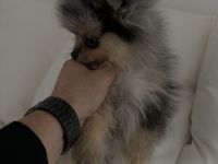 Reinrassige Pomeranian / Zwergspitz Welpen