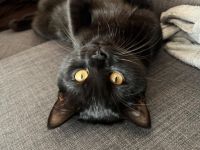 Mischa, BKH Kitten, 8 Monate alt