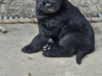 Riesenschnauzer Welpen