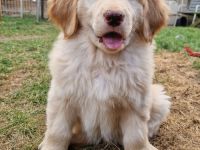 Hovawart-Welpen vom Rosenhof