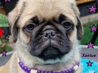 Altdeutsche-Mopswelpen mit Papieren und kompletter Impfung