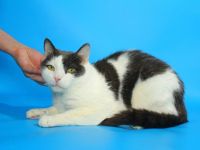 Kater grau und weiß