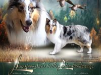 American Saar Collies Blue Candyman