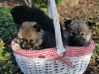 Echte Zwerg - und Kleinspitzwelpen zu verkaufen