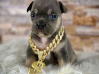 Französische Bulldoggen mit langen Nasen