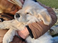 Süßer Goldie Junge