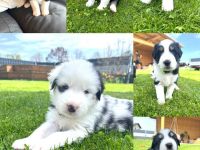 Wunderschöne Australian Shepherd Welpen