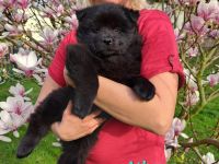 Eurasier Welpen  (Rasse) - mit Papieren EZG