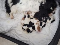 Cavalier king charles spaniel welpen  mit Ahnentafel