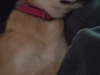 Golden Retriever Mix Hündin