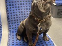 Französische Bulldogge-Deckrüde Richard