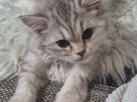 BKH Kitten Langhaar
