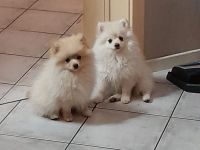 Reinrassige Zwergspitz Welpen