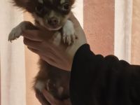 Reinrassige chihuahua welpen