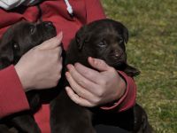 Labrador Welpen