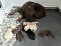 Reinrassige Labradorwelpen in braun, blond und schwarz