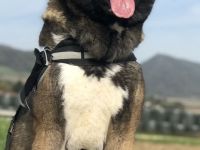 Wurfankündigung American Akita Welpen