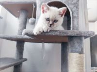 BKH Britisch Kurzhaar Kitten Point mit blauen Augen