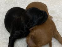 Toypudel Mix Welpen, Peekapoo Welpen, Maltipoo