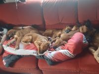 Jack Russel Schäferhund Welpen