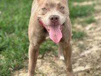 Wunderschöne OEB Mix Hündin zu verkaufen