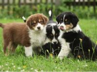 Fantastische australische Sherpahrd-Welpen