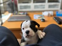 English/Old English (New) Bulldog Welpen