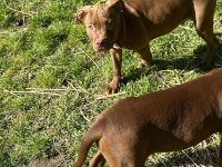 American bully Welpe auf der Suche nach seinem zuhause
